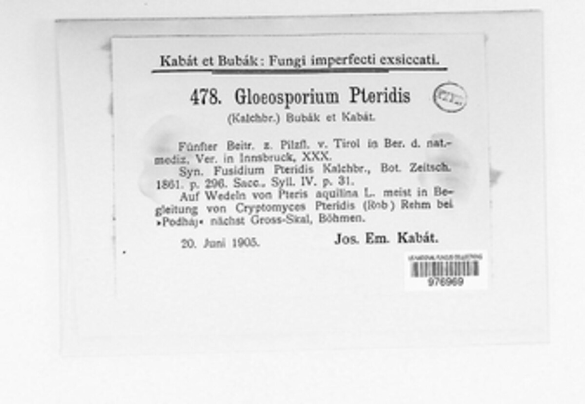 Cryptomycina pteridis image